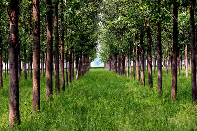 Best Poplar Tree Price in India (2026)