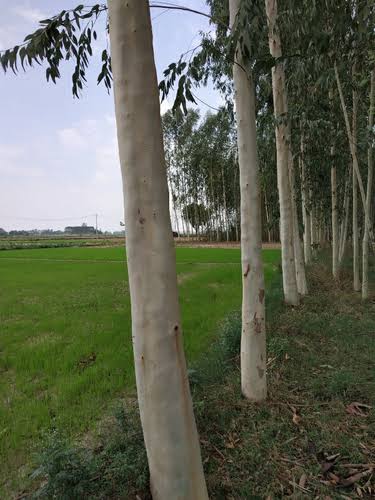 Eucalyptus tree plantation as Bund plantation. Good Growth Eucalyptus plant