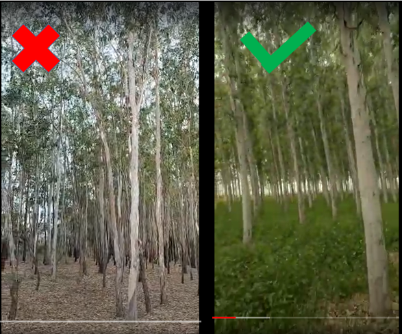 A Mistake which Eucalyptus farmers make : 2024 3 A Mistake which Eucalyptus farmers make : 2024