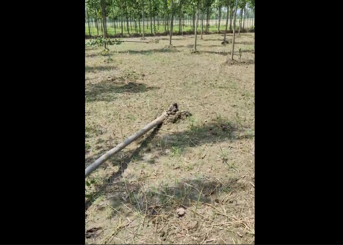 fallen poplar tree